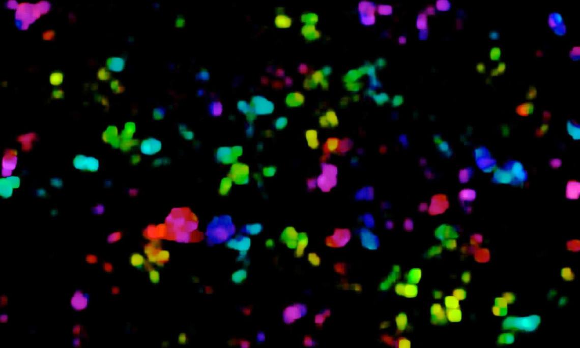 kohlberger party shorts